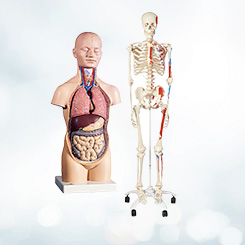 Anatomy