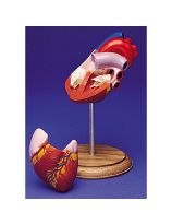 Life-Size Human Heart