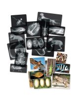 Roylco&reg; Animal X-Rays