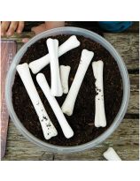 Dinosaur Bones Match and Measure Set