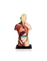 Quarter-Size Genderless Torso