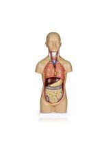 Half-Size Genderless Torso