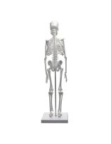 Skeleton Model