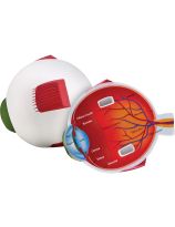 Cross Section of Human Eye