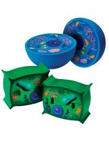 Cross Section of Plant & Animal Cells