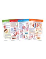 NewPath Learning&reg; Providing Fuel & Transportation Bulletin Board Chart Set