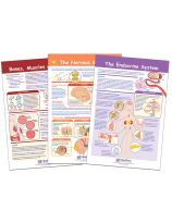 NewPath Learning&reg; Moving and Controlling the Body Bulletin Board Chart Set