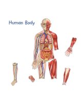 Double-Sided Magnetic Human Body
