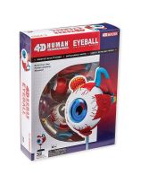 4D Human Anatomy Eyeball