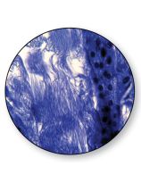 Animal Meiosis Slides - Locust Testicle Sec. - Pack of 10