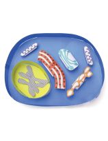 Simple Animal Cell 3-D Model Making Kit