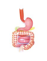Digestive System 3-D Model Making Kit
