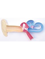 Human Ear 3-D Model Making Kit