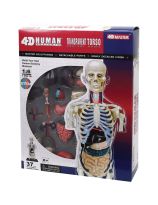 4D Human Anatomy 8 inch Transparent Torso