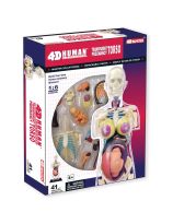 4D Human Anatomy 8 inch Transparent Pregnancy Torso