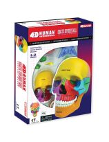 4D Human Anatomy Didactic Exploded Skull Model