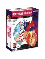 4D Human Anatomy Deluxe Heart