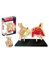 4D Human Anatomy Nose & Olfactory
