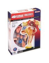 4D Human Anatomy Female Reproductive System