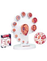 4D Human Pregnancy Cycle