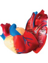 Soft Foam Cross-Section Human Heart Model