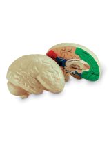 Soft Foam Cross-Section Human Brain Model