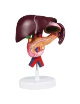 Liver Model, 5X Life-Size - 3 Parts