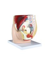 Female Pelvis Model (3-Part)