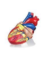 Jumbo Heart Model (3-Part)