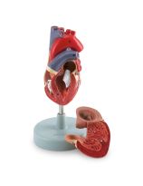 Human Heart Model (2 Part)