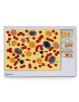 Human Blood Cells Model