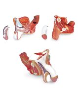 Modèle d'organes génitaux mâles (en 4 parties)