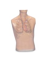 Life/form® Auscultation Trainer and Smartscope - Additional Body