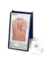 Life/form® Anterior Auscultation Practice Board with Case