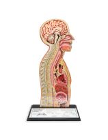 Nasogastric Tube Feeding Model