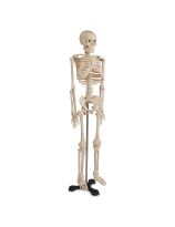 Economy 33" Skeleton