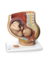 Pregnant Woman Model