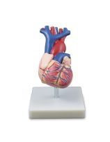 Life-Size Heart Model