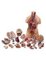 Deluxe Dual Sex Torso -24 Parts