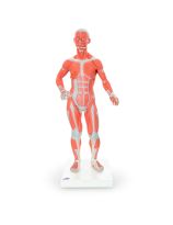 American 3B Muscular Figure (1/4 Life-Size)