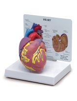 Heart Model (2-Piece)