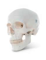 Classic Skull