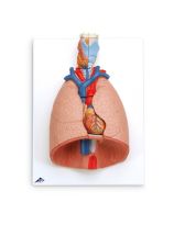 Deluxe 7-Part Lung Model with Larynx