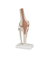 Working Knee Joint Model