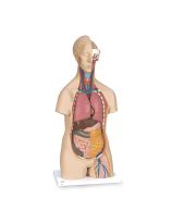 Classic 3B Scientific® Unisex Torso (14-Parts)