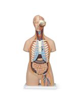 Classic 3B Scientific Unisex Torso with Opened Neck and Back (21-Part)