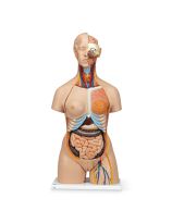 Deluxe Dual-Sex Torso with Opened Neck and Back (28-Parts)
