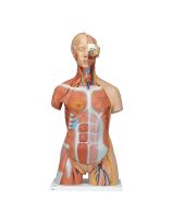 Deluxe Dual-Sex Muscle Torso with Opened Neck and Back (31-Parts)