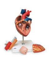 Heart with Esophagus and Trachea Model