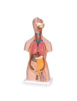 Classic 3B Scientific® Unisex Torso with Opened Neck and Back (18-Part)